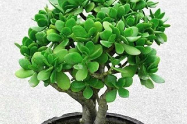上海惠龙花园的风水如何？你知道吗？
