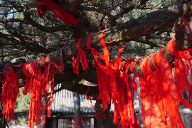 东营理想之城风水如何影响居民生活质量？