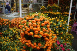 龙熙花园风水如何？探寻这里的吉祥与福运
